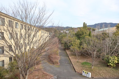 現在の様子。本館（左）と図書館（右）の間に植えられた木々。